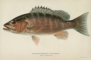 ꥢӥ&Co 1903ǯȥ եå奰졼 ʥåѡ Ngrey or Mangrove Snapper Lutjanus Grise