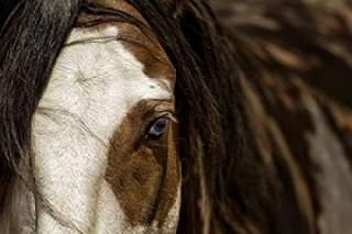 ֥롼ݥby Lisa Dearing 24 x 36 PDXD912DLARGE