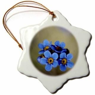 3drose Danita Delimont????饹Arctic NWRAlpine forget-me-not??us02?bja0002??