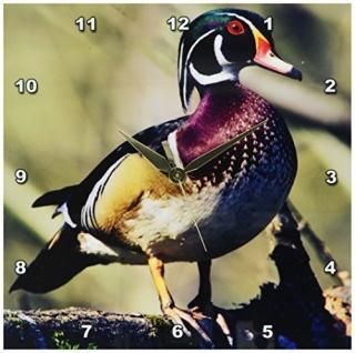 3dRose DPP_95209_1 Washington. Male Wood Duck-US48 CCR0161-Charles Crust-Wall Cl