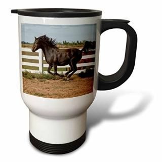 Danita Delimont????Morgan Horse Runningۥ磻ȥե󥹤˱ä??na02?pwo0107??PiperAnne