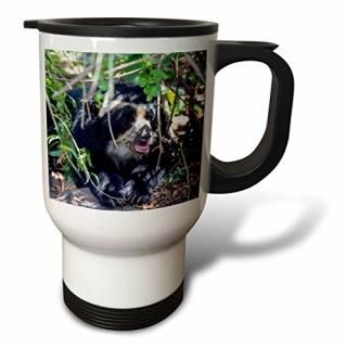 3drose Danita Delimont??Bears??The֥åSpectacled Bear Is The Only species of bea