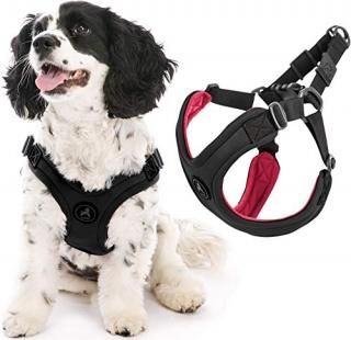 Gooby ӥ ץե꡼ Ϥʤ X ϡͥ  L 54-61.5cm ֥å