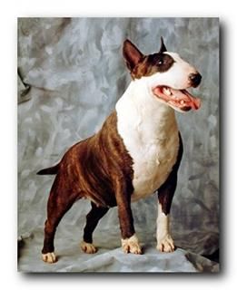 Wall Decor 󥰥å֥ƥꥢȥץȥݥ16x20