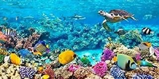 ߥȵ- ǥӥ󥴾 ݥץ Pangea Imagesˤ10 x 20