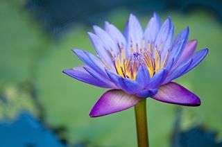 Posterazzi A Lotus Flower Nelumbo Nucifera Chiang Mai Thailand Poster Print 19 x