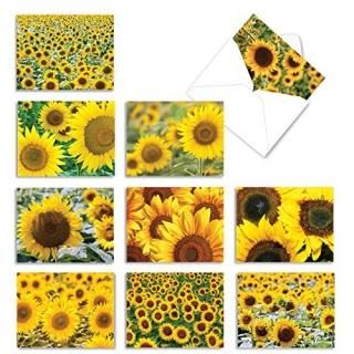Sunny Side Up all-occasion桼⥢Greeting Card 10 Assorted Blank Note Cards SKUM604