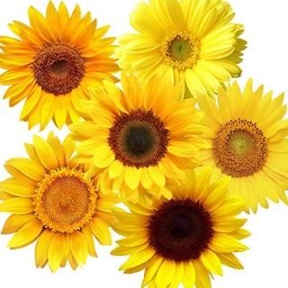 72 Pieces Removable Sunflowers Wall Stickers Peel and Stick 3D Sunflower Wall De