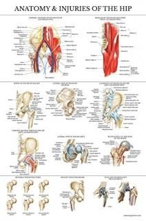 Laminated Anatomy and Injuries of The Hip Poster - Hip Joint Anatomical Chart - 