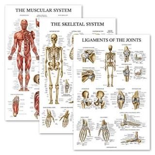 3 Pack - Muscle + Skeleton + Ligaments of The Joints Anatomy Poster Set - Muscul