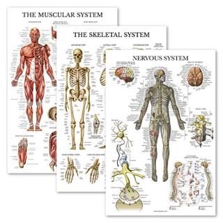 3 Pack - Muscle + Skeleton + Nervous System Anatomy Poster Set - Muscular and Sk