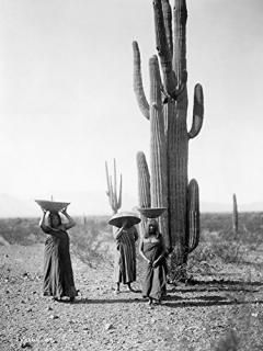 Maricopa Women C1907 Nmaricopa ꥾ʤΥܥƥե롼ĥ㥶 ̿ ɥɡS ƥ C1907 ݥ ץ
