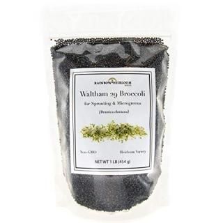 Broccoli Seeds for Sprouting & Microgreens  Waltham 29 Variety  Non GMO & Heirlo