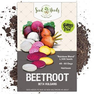 Seed Needs Rainbow Beet Mixture Beta vulgaris Bulk Pack of 1500 Seeds Non-GMO