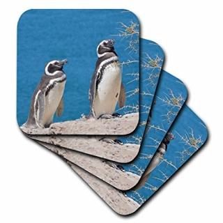 CST 85420?Danita Delimont??ڥ󥮥??를Peninsula ValdesPenguin Colony??sa01?mm