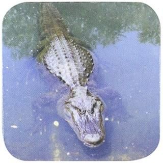 set-of-4-Soft - 3dRose cst_4331_1 Alligator Soft Coasters Set of 4