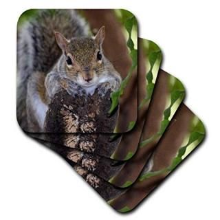 set-of-4-Soft - 3dRose cst_178591_1 Squirrel Animal on Log Hanging Out-Soft Coas