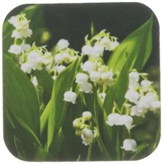 ʥԥ????Lily of the Valleyۥ磻ȡդβ?? set-of-4-Soft ۥ磻 cst_215161_1