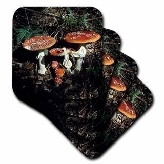 set-of-4-Ceramic - 3dRose cst_82651_3 Fungi Agaric Mushroom Oberaegeri Switzerla