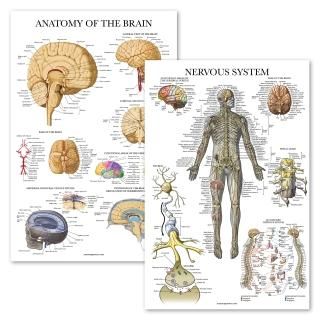 2 Pack - Nervous System & Brain Anatomy Posters - Set of 2 Anatomical Charts - L