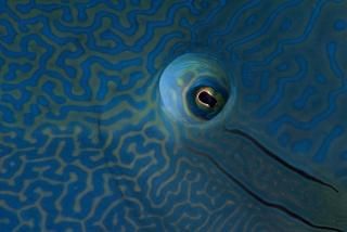 ʥݥ쥪󡦥åܤκ̥ǥ饿ʥ ץֳݥץ VWPicsStocktrek Images 17 x 11