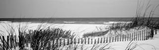 Posterazzi Fence on the beach National Wildlife Refuge Gulf of Mexico Bon Secour