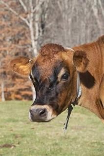 Jersey cow in autumn pasture Baldwin Brook Farm Canterbury Connecticut United St