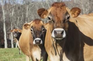 Posterazzi DPI12257355 Jersey cows in autumn pasture Baldwin Brook Farm Canterbu
