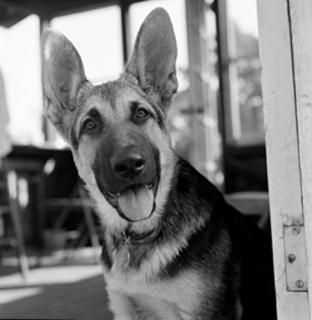 Posterazzi 㡼ޥ󡦥ѡɡɥå ݥץ 18 x 24