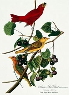 John James Audubon ȥ ޡåɥС 1785-1852 ݥץ 18 x 24