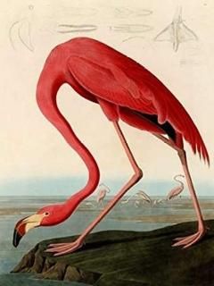 ꥫ å եߥ ݥ ץ John James Audubon 11 x 14