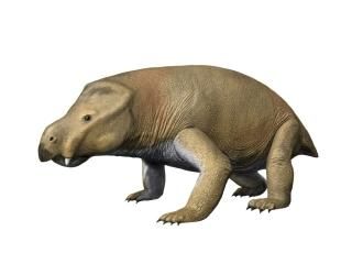 ʤѻ夫礭ʥǥΥɥȤǡΥߥå饹ȥåȥåˤݥץ40.6430.48cm