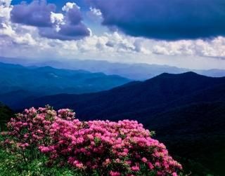 Catawba Rhodendron in bloom  Overlook Blue Ridge Parkway Ρ饤USA ݥץ