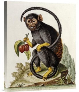 Global Gallery Budget GCS-267954-22-142 George Edwards A Little Black Monkey Gal