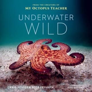 Underwater Wild My Octopus Teacher's Extraordinary World