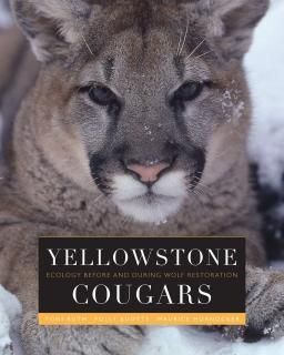 Yellowstone Cougars Ecology Before and During Wolf Restoration