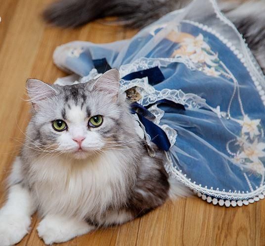 楽天市場】猫 首輪 フリルの通販