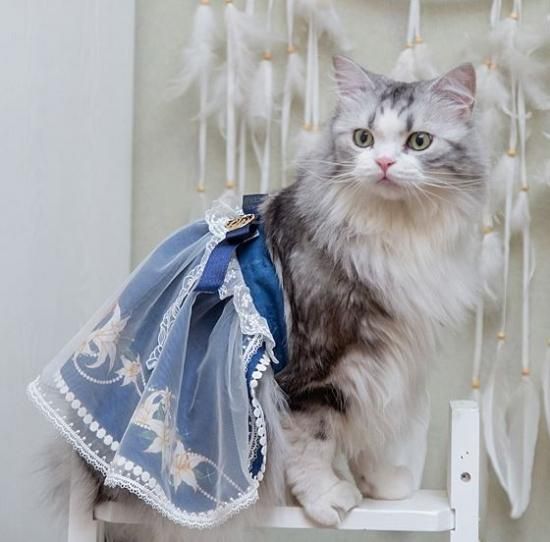 楽天市場】猫 首輪 フリルの通販