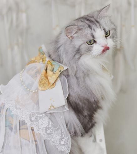 猫用コスチューム 猫用 ネコちゃん ペット用コスチューム かわいい 甘ロリ スカート ティアード チュール ふんわり メイド風 レース ふんわり おしゃれ イベント おでかけ ゴスロリ ロリータファッ ロリータゴスロリ和ロリ専門通販ショップluxury ラグジュアリー 安い