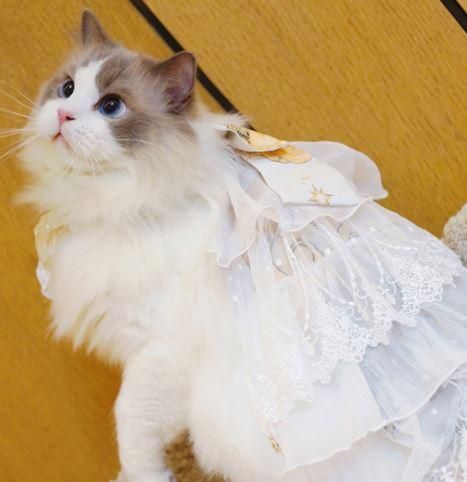 Amazon.co.jp: 再入荷 猫ネコゴスロリワンピース 肉球 ブルー 4XL 3XL ハロウィン : ペット用品