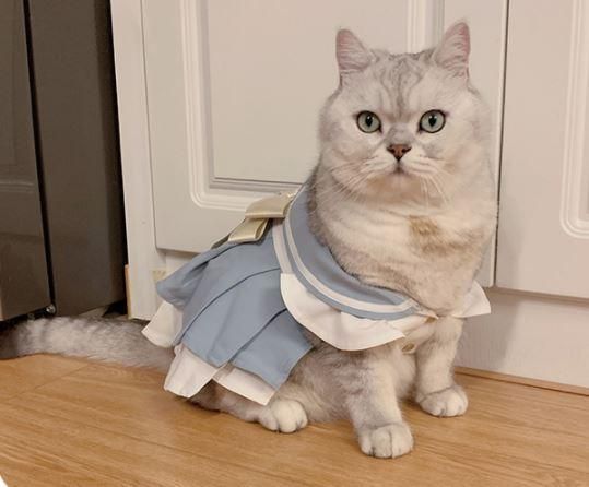ペット用コスチューム 猫用 ネコちゃん かわいい 甘ロリ