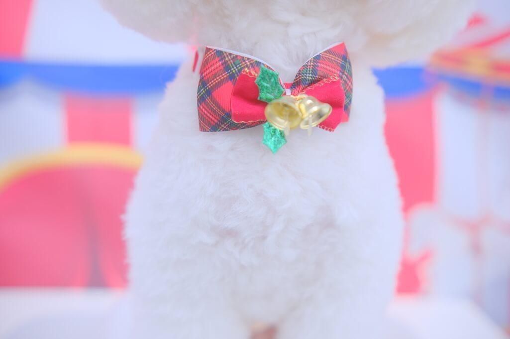 C-6】クリスマス蝶ネクタイ - 犬のリボン屋LOCOLOCO