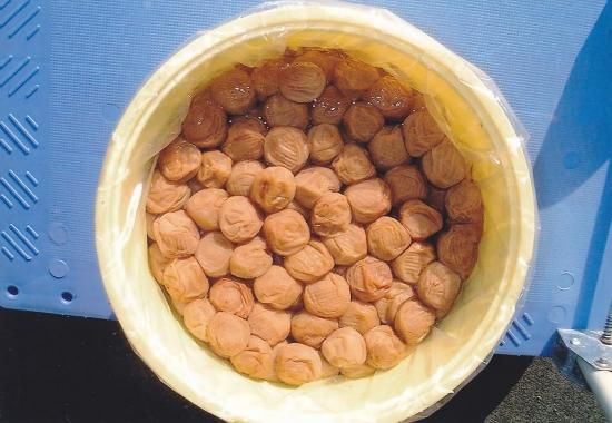 きの実の一番そだち 250g 塩分10％ - うめぼし紀の実本店｜紀州