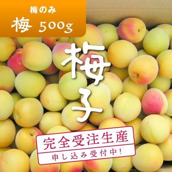だれでもおいしく梅干しづくりキット 梅子