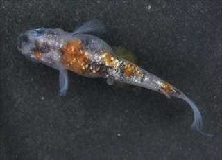 GOJIᡡڥ