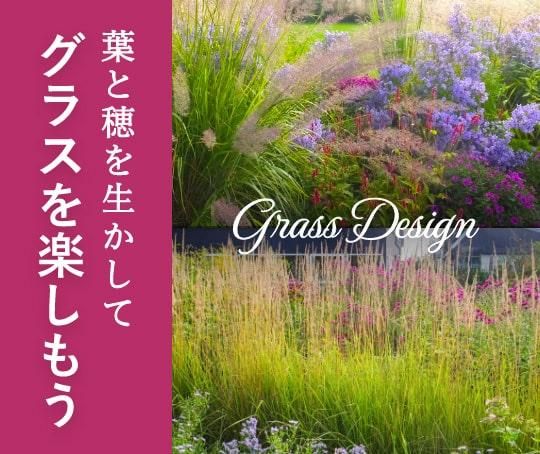 グラス］ペニセタム アロペキュロイデス ビリデセンス｜大森ガーデン