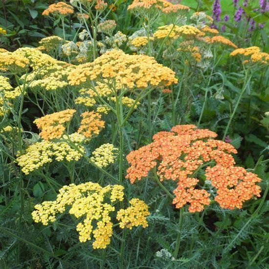 宿根草］アキレア 'ウォルターフンク'｜大森ガーデン