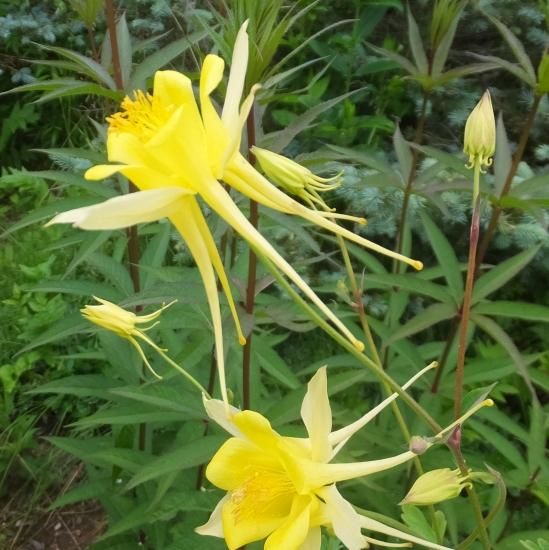 宿根草］アキレジア クリサンサ 'イエロークィーン'｜大森ガーデン