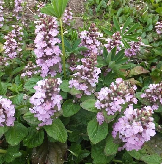 アジュガ レプタンス ロゼア Ajuga Reptans Rosea 大森ガーデン アジュガ レプタンス ロゼア Ajuga Reptans Rosea 大森ガーデン