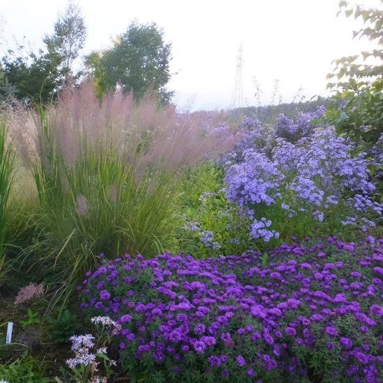 宿根草］アスター ノビエングリエ 'パープルドーム'（ネバリノギク